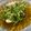 Cooksnap dari shy_kitchen untuk resep Tumis sawi pahit cah bawang putih