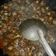 Cooksnap dari RN_Amry untuk resep Kerang Dara Saus Tiram