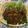Cooksnap dari deardesy untuk resep 205. Pakcoy Siram Saus Jamur