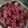 Sruthi Shakthivel's cooksnap of when they made பீட்ரூட் பொரியல்(beetroot poriyal recipe in tamil).