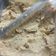 El cooksnap de Samy Díaz cuando hizo Hummus de garbanzo.