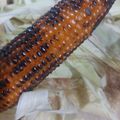 Fary Feroz's cooksnap of when they made Roasted Corn.