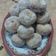 Cooksnap dari Gendowor Mas untuk resep Donat Kentang NCC