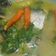 Cooksnap dari agustina.haryati untuk resep Pindang Patin