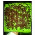 Cooksnap dari Eis Rahma untuk resep Brownies Kukus Pandan Ny.Liem