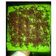 Cooksnap dari Eis Rahma untuk resep Brownies Kukus Pandan Ny.Liem