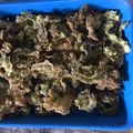 Cooksnap dari Veronica Yuliawati untuk resep Kripik Pare (bebas pahit super renyah)