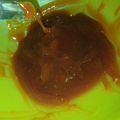 El cooksnap de Daniel Araújo cuando hizo Dulce de leche casero.