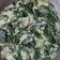 Cooksnap dari Dwiana M. Y. abidin untuk resep Gulai Daun Ubi Jalar/ Bisa dinganti bayam