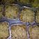 Cooksnap dari Siswaty Elfin Bachtiar untuk resep Nasi Goreng Keju