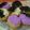 Cooksnap dari Pancinya kimseokjin untuk resep Donat Maizena Simple