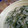 Cooksnap dari fitria diah untuk resep Bobor kangkung