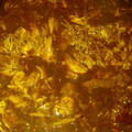 El cooksnap de Anny Hernández cuando hizo Mole poblano con pollo deshebrado.