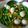 Cooksnap dari Diana untuk resep Sayur bayam bening rame2