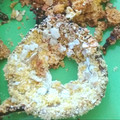 El cooksnap de Xulynutri cuando hizo Aros de cebollas👩‍🍳.