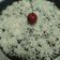 Cooksnap dari Sherin kitchen untuk resep Bolu coklat kukus sederhana