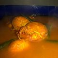 Cooksnap dari Assyuratul Zahra untuk resep Asam keueng / asam pedas (khas aceh)