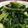 秉珊媽Plenty 的 蒜炒蘿蔓 cooksnap