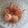 El cooksnap de carmen Araoz cuando hizo Manzanas y peras hervidas en almíbar dietético.