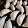 El cooksnap de nbenetto cuando hizo Masa tapas de empanadas tipo criolla.