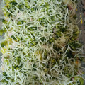 El cooksnap de fatima pereira cuando hizo Brócoli con patata gratinado al horno.
