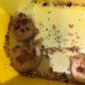 Cooksnap dari kucingkepanasan untuk resep Kastengel