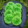 Cooksnap dari imaimey_ untuk resep Kue cucur pandan (3 bahan)