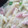 El cooksnap de Becky cuando hizo Salsa Carbonara perfecta (con cebolla).