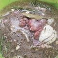 Cooksnap από Εύα Λύτινα στη συνταγή Μαρινάρισμα λαγού ή κουνελιού