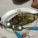 Cooksnap dari kucingkepanasan untuk resep 124.Bumbu marinasi ikan goreng