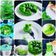 Cooksnap dari Mami Darrel untuk resep Bolu Daun Kelor 🌿 TANPA TIMBANGAN, TANPA OVEN