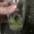 El cooksnap de Hernan Diego Martin cuando hizo Mojito tradicional.