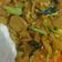 Cooksnap dari Arini untuk resep Mie tiaw goreng pedas