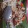 Cooksnap dari chomsiatun untuk resep Nasi bakar ayam rica2 keto / demb #keto dengan testimoni !