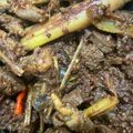 Cooksnap dari Nila untuk resep Krengsengan ati ampela ayam