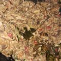 Cooksnap dari Mama Chan untuk resep Surabi bandung