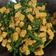 Cooksnap dari Bunda Desi untuk resep Tumis tempe kacang panjang