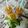 El cooksnap de Sara A.Q. cuando hizo Smoothie de Manzana, Zanahoria, Naranja y Albahaca.