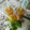 El cooksnap de Sara A.Q. cuando hizo Smoothie de Manzana, Zanahoria, Naranja y Albahaca.