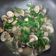 王筱君 的 炒九層塔蛤蜊 cooksnap
