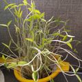 Bhaik Anjali's cooksnap of when they made मुग बीन स्प्राऊट्स (mung beans sprouts recipe in marathi)_.
