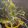Bhaik Anjali's cooksnap of when they made मुग बीन स्प्राऊट्स (mung beans sprouts recipe in marathi)_.