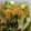 Cooksnap dari Merry untuk resep Stir Fry Romaine Lettuce with Garlic