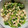 人如其食 的 莧菜白和 cooksnap