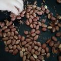 El cooksnap de Gloria Cerdat Flores cuando hizo Maní Pelado y Tostado.