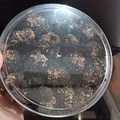 Cooksnap dari Sherly Octavianty untuk resep Koko Krunch Coklat Cookies