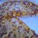 Cooksnap dari inggit_bilqis untuk resep No Knead Pizza (Pizza Tanpa Ulen)