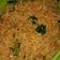 Cooksnap dari Fatya untuk resep Mie goreng rica rica
