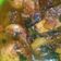 Cooksnap dari julia aza untuk resep Ayam kecap ala mie ayam, simpel gak pake ribet