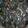 Cooksnap dari sakinah untuk resep Simple Milo Oreo Pudding